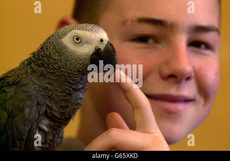 Lewis Moore, 14, is reunited with his pet parot Budweiser, after he was spotted being carried down the road in a plastic bag by thieves who were trying to sell him. The African Grey parrot was stolen on by burglars who broke into the family's home in Bonchurch Street, Leicester, *..and also stole a DVD player, mobile phone and black canvas bag. Stock Photo
