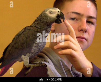 Lewis Moore, 14, is reunited with his pet parot Budweiser, after he was spotted being carried down the road in a plastic bag by thieves who were trying to sell him. The African Grey parrot was stolen on by burglars who broke into the family's home in Bonchurch Street, Leicester, *..and also stole a DVD player, mobile phone and black canvas bag. Stock Photo