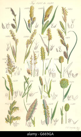 WILD FLOWERS: Sedge Vernal-grass Mat-Fox-tail-Canary-Sea-reed. SOWERBY, 1890 Stock Photo