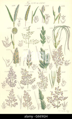 WILD GRASS FLOWERS: Millet Nit Beard Wood Close Bent Fiorin Whorl. SOWERBY, 1890 Stock Photo