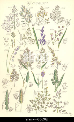 WILD GRASS FLOWERS: Hair Melic Soft Oat Holy Moor Panick Meadow. SOWERBY, 1890 Stock Photo