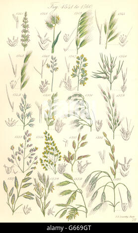 WILD GRASS FLOWERS: Dog's-tail grass Fescue grass Brome-grass. SOWERBY, 1890 Stock Photo