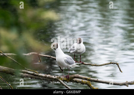 Two perched Black Headed Gulls Stock Photo