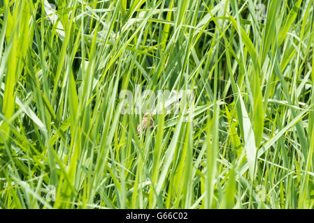 A fledgling Reed Warbler waiting for its parents Stock Photo