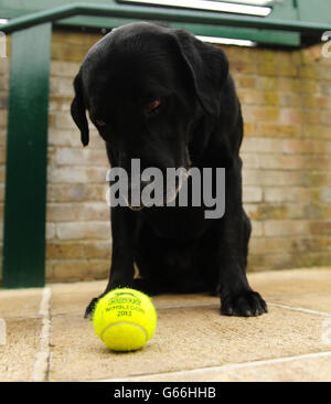 Explosives and sniffer dog Dylan with a Wimbledon ball before day nine of the Wimbledon Championships at The All England Lawn Tennis and Croquet Club, Wimbledon. Stock Photo
