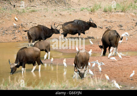 The image of Indian Bison or Guar (Bos gaurus ) in Tadoba national park, India Stock Photo