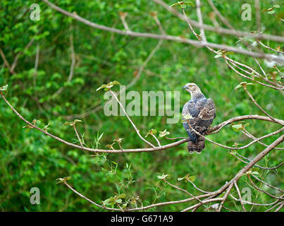 The image of oriental Honey Buzzard ( Pernis ptilorhynchus ) in Tadoba national park, India Stock Photo