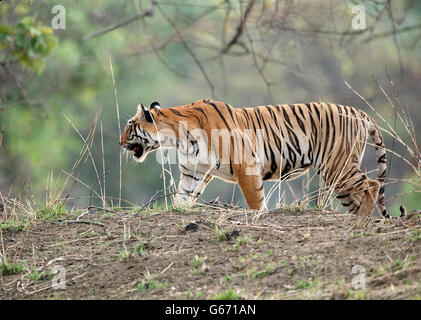 The image of Maya Tigress ( Panthera tigris ) Tadoba national park,  India; Stock Photo