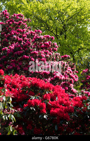 Rowallane Gardens, Co. Down, Northern Ireland Stock Photo