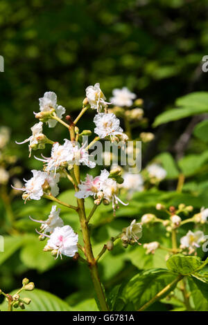 Rowallane Gardens, Co. Down, Northern Ireland Stock Photo