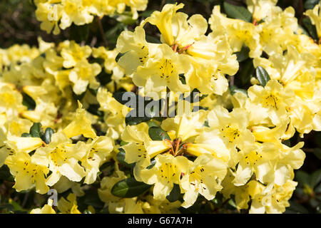 Rowallane Gardens, Co. Down, Northern Ireland Stock Photo