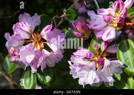 Rowallane Gardens, Co. Down, Northern Ireland Stock Photo