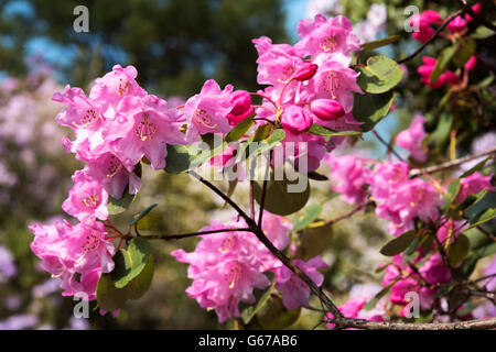 Pink Azalea Rowallane Gardens, Co. Down, Northern Ireland Stock Photo