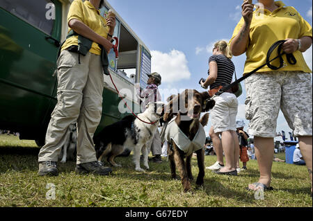 Dogs and their owners buy ice-cream in the hot sunshine during day four of the Barbury International Horse Trials at Barbury Castle, Wiltshire. Stock Photo