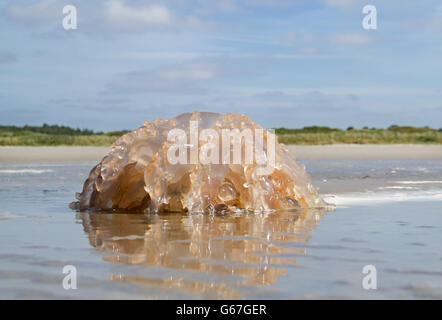 Barrel jellyfish upside down on the beach Stock Photo