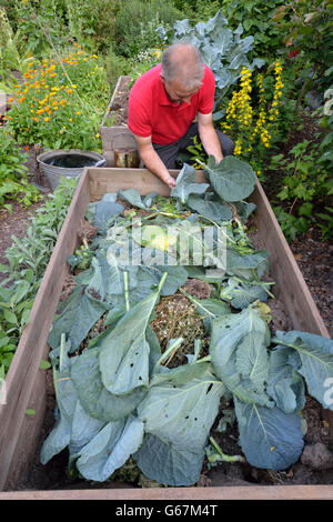 Composting in wooden frame bed / compost Stock Photo