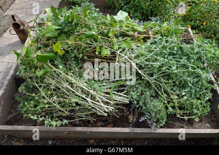 Composting in wooden frame bed / compost Stock Photo