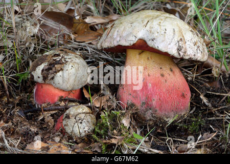 Devil's bolete, Satan's mushroom / (Boletus satanas) Stock Photo