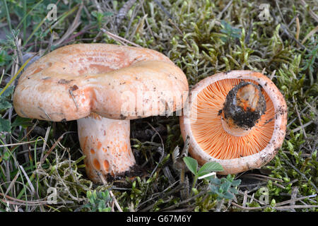 Saffron milk cap, Red pine mushroom / (Lactarius deliciosus) Stock Photo