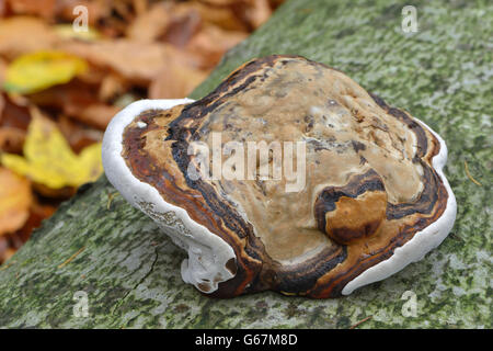 Red Banded Polypore / (Fomitopsis pinicola) Stock Photo