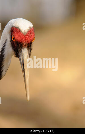 Vertical portrait of adult of white-naped crane, Antigone vipio. Stock Photo