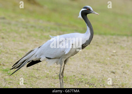 Horizontal portrait of adult of demoiselle crane, Anthropoides virgo (Grus virgo), standing on the ground. Stock Photo