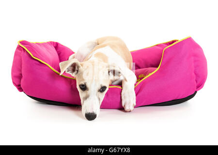 Whippet puppy lying in pink pet bed on white background Stock Photo