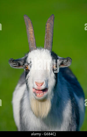 Portrait of a Pygmy Goat calling Stock Photo