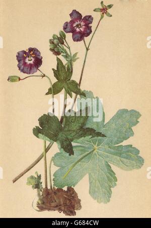 ALPENFLORA ALPINE FLOWERS:Geranium phaeum L-Schwarzvioletter Storchschnabel 1897 Stock Photo