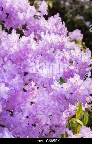 Rowallane Gardens, Co. Down, Northern Ireland Stock Photo