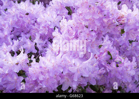 Rowallane Gardens, Co. Down, Northern Ireland Stock Photo