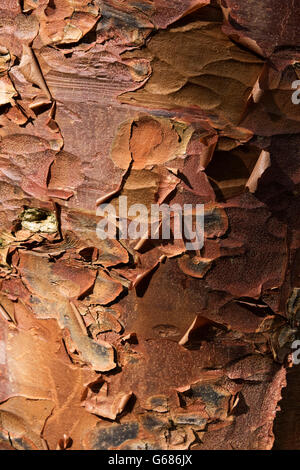 Rowallane Gardens, Co. Down, Northern Ireland Stock Photo