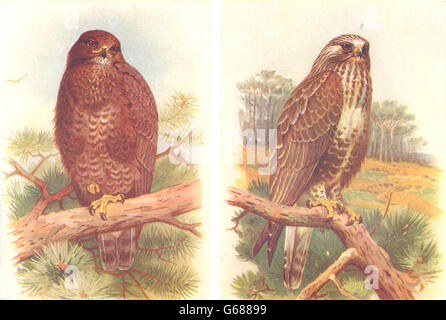 BRITISH BIRDS: Buzzard; Rough-legged Buzzard. THORBURN, vintage print 1925 Stock Photo