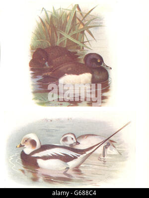 BRITISH BIRDS: Tufted Duck; Long-tailed duck (male/female winter).THORBURN, 1925 Stock Photo