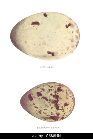 BIRD EGGS: Great Skua; Richardson's Skua. THORBURN, vintage print 1925 Stock Photo