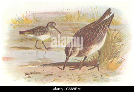 BRITISH BIRDS: Broad-billed Sandpiper. THORBURN, vintage print 1925 Stock Photo