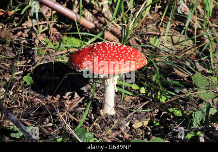 An amanita muscaria or fly agaric in a forest Stock Photo