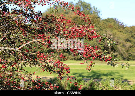 A hawthorn with red berries in autumn Stock Photo