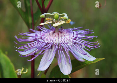 A Passion Flower Stock Photo