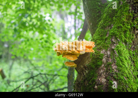 Sulfur-yellow fungus Laetiporus Sulphureus on tree trunk also known as 'Chicken of the Woods' Stock Photo
