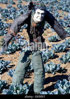 Scarecrow in the English landscape by Colin Garratt Stock Photo