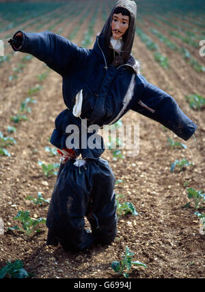 Scarecrow in the English landscape by Colin Garratt Stock Photo