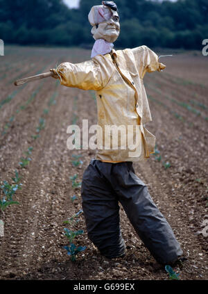 Scarecrow in the English landscape by Colin Garratt Stock Photo