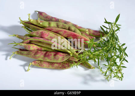 Bush bean Flambo / (Phaseolus vulgaris nanus) Stock Photo