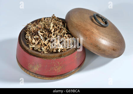 Iceland moss / (Cetraria islandica) Stock Photo