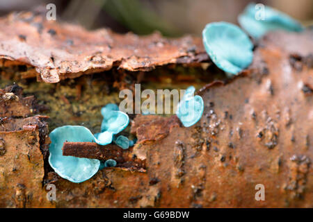 Green elfcup / (Chlorociboria aeruginascens) Stock Photo