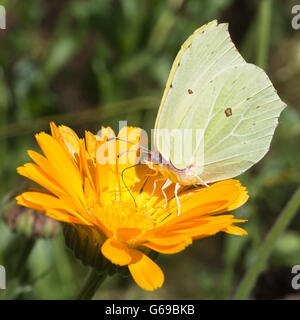 Beautiful detail. Gonepteryx rhamni. Brimstone butterfly. Stock Photo