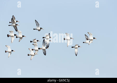 Flock of flying oystercatchers (Haematopus ostralegus) Stock Photo