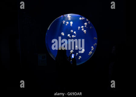 A visitor photographing jellyfish with a mobile phone in Sea Life aquarium, Oberhausen, Germany Stock Photo