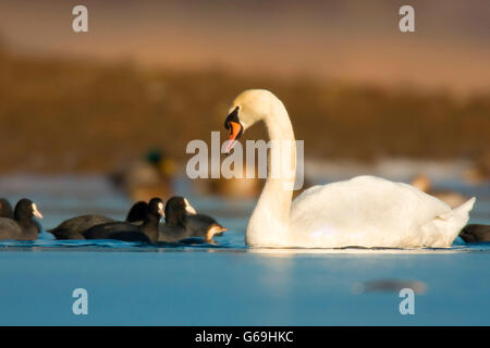 mute swan, Eurasian coot, little grebe, Germany / (Fulica atra) (Cygnus olor) (Tachybaptus ruficollis) Stock Photo